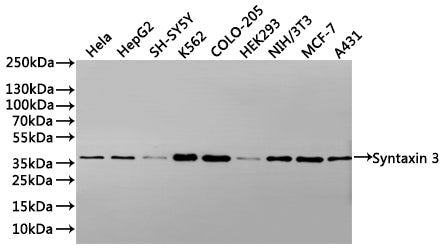 Western Blot Positive WB detected in: Hela whole cell lysate(30µg), HepG2 whole cell lysate(30µg), SH-SY5Y whole cell lysate(30µg), K562 whole cell lysate(30µg), whole cell lysate(30µg), COLO-205 whole cell lysate(30µg), HEK293 whole cell lysate(30µg), NIH/3T3 whole cell lysate(30µg), MCF-7 whole cell lysate(30µg), A431 whole cell lysate(30µg) All lanes: Syntaxin 3 antibody at 1:1000 Secondary Goat polyclonal to rabbit IgG at 1/40000 dilution Predicted band size: 33 kDa Observed band size: 36 kDa Exposure…