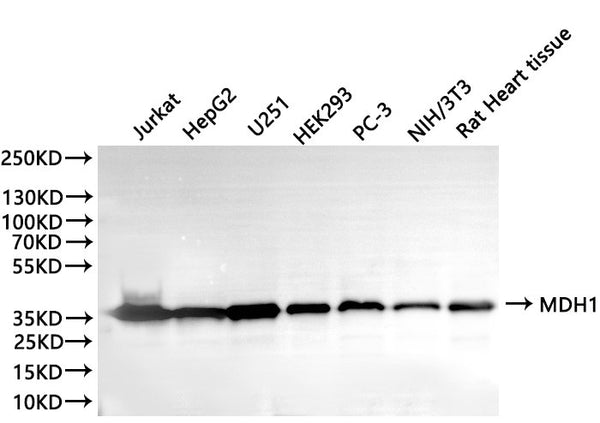 Western Blot, 
Positive WB detected in:Jurkat whole cell lysate(30µg), HepG2 whole cell lysate(30µg), U251 whole cell lysate(30µg), HEK293 whole cell lysate(30µg), PC-3 whole cell lysate(30µg), NIH/3T3 whole cell lysate(30µg), Rat heart lysate(30µg)
All lanes: MDH1 antibody at 1:1000
Secondary
Goat polyclonal to rabbit IgG at 1/40000 dilution
Predicted band size: 36 kDa
Observed band size: 36 kDa
Exposure time：5s