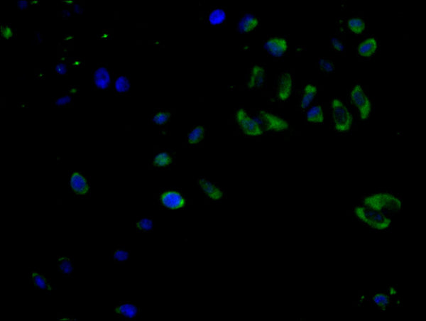 Immunofluorescence staining of Hela cell with CSB-RA282889A0HU at 1:50, counter-stained with DAPI. The cells were fixed in 4% formaldehyde and blocked in 10% normal Goat Serum. The cells were then incubated with the antibody overnight at 4°C. The secondary antibody was Alexa Fluor 488-congugated AffiniPure Goat Anti-Rabbit IgG(H+L) .