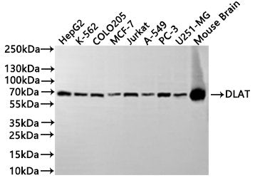 Western Blot
Positive WB detected in: HepG2 whole cell lysate(30µg), K562 whole cell lysate(30µg), COLO205 whole cell lysate(30µg), MCF7 whole cell lysate(30µg), Jurkat whole cell lysate(30µg), A549 whole cell lysate(30µg), PC-3 whole cell lysate(30µg), U251 whole cell lysate(30µg), Mouse brain tissue lysate(30µg)
All lanes:DLAT antibody at 1:1000
Secondary
Goat polyclonal to rabbit IgG at 1/40000 dilution
Predicted band size: 69 kDa
Observed band size: 69 kDa
Exposure time：2min