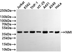 Western Blot
Positive WB detected in: Jurkat whole cell lysate(30µg) , K562 whole cell lysate(30µg) , THP-1 whole cell lysate(30µg) , HT-29 whole cell lysate(30µg) , A431 whole cell lysate(30µg) , A549 whole cell lysate(30µg) , HeLa whole cell lysate(30µg) 
All lanes: NMI antibody at 1:1000
Secondary
Goat polyclonal to rabbit IgG at 1/40000 dilution
Predicted band size: 35 kDa
Observed band size: 38 kDa
Exposure time：2min