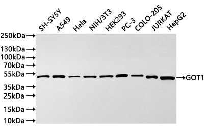 Western Blot
Positive WB detected in: HEK293 whole cell lysate(30µg) , HepG2 whole cell lysate(30µg) , LO2 whole cell lysate(30µg) , Hela whole cell lysate(30µg) , A549 whole cell lysate(30µg) , Raji whole cell lysate(30µg) , U-87MG whole cell lysate(30µg) , Mouse brain tissue lysate(30µg) , Rat brain tissue lysate(30µg) 
All lanes: GOT1 antibody at 1:1000
Secondary
Goat polyclonal to rabbit IgG at 1/40000 dilution
Predicted band size: 46 kDa
Observed band size: 46 kDa
Exposure time：2min
