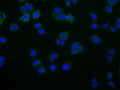 Immunofluorescence staining of PC-3 cell with CSB-RA284745A0HU at 1:50, counter-stained with DAPI. The cells were fixed in 4% formaldehyde and blocked in 10% normal Goat Serum. The cells were then incubated with the antibody overnight at 4°C. The secondary antibody was Alexa Fluor 516-congugated AffiniPure Goat Anti-Rabbit IgG(H+L) .