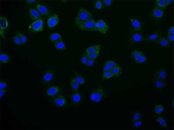 Immunofluorescence staining of PC-3 cell with CSB-RA284745A0HU at 1:50, counter-stained with DAPI. The cells were fixed in 4% formaldehyde and blocked in 10% normal Goat Serum. The cells were then incubated with the antibody overnight at 4°C. The secondary antibody was Alexa Fluor 516-congugated AffiniPure Goat Anti-Rabbit IgG(H+L) .