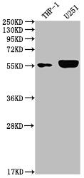 Western Blot
Positive WB detected in: THP-1 whole cell lysate, U251 whole cell lysate
All lanes: IRAK4 antibody at 1:2000
Secondary
Goat polyclonal to rabbit IgG at 1/50000 dilution
Predicted band size: 52, 38 kDa
Observed band size: 55 kDa