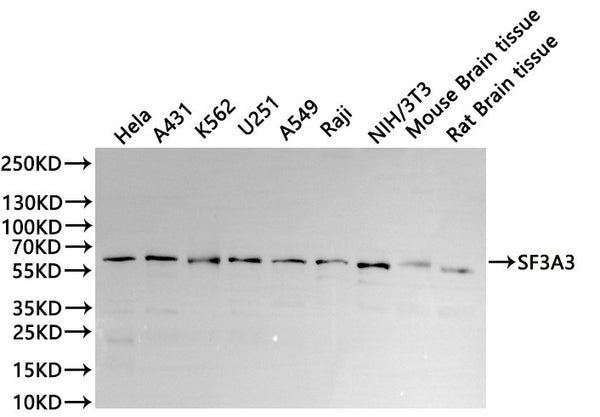Western Blot
Positive WB detected in: Hela whole cell lysate(30µg), A431 whole cell lysate(30µg), K562 whole cell lysate(30µg), U-251MG whole cell lysate(30µg), A549 whole cell lysate(30µg), Raji whole cell lysate(30µg), NIH/3T3 whole cell lysate(30µg), Mouse brain tissue lysate(30µg), Rat brain tissue lysate(30µg)
All lanes: SF3A3 antibody at 1:1000
Secondary
Goat polyclonal to rabbit IgG at 1/40000 dilution
Predicted band size: 59 kDa
Observed band size: 59 kDa
Exposure time：20s