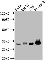 Western Blot
Positive WB detected in: Hela whole cell lysate, HepG2 whole cell lysate, HEK293 whole cell lysate, Ntera-2 whole cell lysate
All lanes: pro Caspase 3 antibody at 1:1000
Secondary
Goat polyclonal to rabbit IgG at 1/50000 dilution
Predicted band size: 32 kDa
Observed band size: 32 kDa