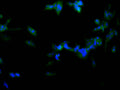 Immunofluorescence staining of SH-SY5Y cell with CSB-RA287839A0HU at 1:50, counter-stained with DAPI. The cells were fixed in 4% formaldehyde, permeabilized using 0.2% Triton X-100 and blocked in 10% normal Goat Serum. The cells were then incubated with the antibody overnight at 4°C. The secondary antibody was Alexa Fluor 488-congugated AffiniPure Goat Anti-Rabbit IgG(H+L) .