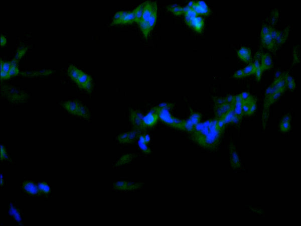 Immunofluorescence staining of SH-SY5Y cell with CSB-RA287839A0HU at 1:50, counter-stained with DAPI. The cells were fixed in 4% formaldehyde, permeabilized using 0.2% Triton X-100 and blocked in 10% normal Goat Serum. The cells were then incubated with the antibody overnight at 4°C. The secondary antibody was Alexa Fluor 488-congugated AffiniPure Goat Anti-Rabbit IgG(H+L) .