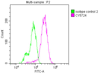RET Antibody – Figure 1 of 1