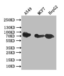 Western Blot
Positive WB detected in: A549 whole cell lysate, MCF7 whole cell lysate, HepG2 whole cell lysate
All lanes: CD44 antibody at 1:1000
Secondary
Goat polyclonal to rabbit IgG at 1/50000 dilution
Predicted band size: 81 kDa
Observed band size: 81 kDa