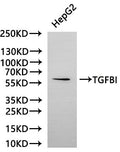 Western Blot
Positive WB detected in: HepG2 whole cell lysate(30µg)
All lanes: TGFBI antibody at 1:1000
Secondary
Goat polyclonal to rabbit IgG at 1/40000 dilution
Predicted band size: 75 kDa
Observed band size: 68 kDa
Exposure time：2min