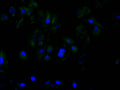 Immunofluorescence staining of Hela cell with CSB-RA293122A0HU at 1:50, counter-stained with DAPI. The cells were fixed in 4% formaldehyde and blocked in 10% normal Goat Serum. The cells were then incubated with the antibody overnight at 4°C. The secondary antibody was Alexa Fluor 488-congugated AffiniPure Goat Anti-Rabbit IgG(H+L) .