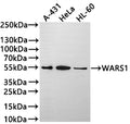 Western Blot
Positive WB detected in: A-431 whole cell lysate(30µg) , HeLa whole cell lysate, HL-60 whole cell lysate(30µg) 
All lanes: WARS1 antibody at 1:1000
Secondary
Goat polyclonal to rabbit IgG at 1/50000 dilution
Predicted band size: 53 kDa
Observed band size: 53 kDa
Exposure time: 3min