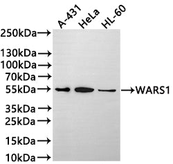 Western Blot
Positive WB detected in: A-431 whole cell lysate(30µg) , HeLa whole cell lysate, HL-60 whole cell lysate(30µg) 
All lanes: WARS1 antibody at 1:1000
Secondary
Goat polyclonal to rabbit IgG at 1/50000 dilution
Predicted band size: 53 kDa
Observed band size: 53 kDa
Exposure time: 3min