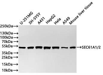 Western Blot
Positive WB detected in: U-251MG whole cell lysate(30µg) ,SH-SY5Y whole cell lysate(30µg) ,A431 whole cell lysate(30µg) ,HepG2 whole cell lysate(30µg) ,Hela whole cell lysate(30µg) ,A549 whole cell lysate(30µg) , Mouse liver tissue lysate(30µg) , Rat liver tissue lysate(30µg) 
All lanes: SEC61A1/2 antibody at 1:1000
Secondary
Goat polyclonal to rabbit IgG at 1/40000 dilution
Predicted band size: 52 kDa
Observed band size: 52 kDa
Exposure time：1min