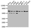 AIFM1 Antibody – Figure 1 of 3