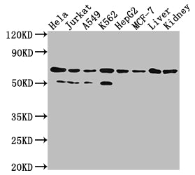 AIFM1 Antibody – Figure 1 of 3