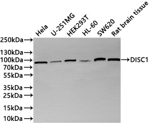 Western Blot
Positive WB detected in: Hela whole cell lysate(20µg) , U-251MG whole cell lysate(20µg) , HEK293T whole cell lysate(20µg) , HL-60 whole cell lysate(20µg) , SW620 whole cell lysate(20µg) , Rat brain tissue lysate(20µg) 
All lanes: DISC1 antibody at 1:1000
Secondary
Goat polyclonal to rabbit IgG at 1/40000 dilution
Predicted band size: 100 kDa
Observed band size: 115 kDa
Exposure time：1min