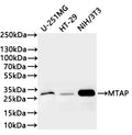Western Blot
Positive WB detected in: U-251MG whole cell lysate(20µg) ,HT-29 whole cell lysate(20µg) , NIH/3T3 whole cell lysate(20µg) 
All lanes: MTAP antibody at 1:1000
Secondary
Goat polyclonal to rabbit IgG at 1/40000 dilution
Predicted band size: 31 kDa
Observed band size: 31 kDa
Exposure time：1min20s