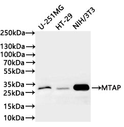 Western Blot
Positive WB detected in: U-251MG whole cell lysate(20µg) ,HT-29 whole cell lysate(20µg) , NIH/3T3 whole cell lysate(20µg) 
All lanes: MTAP antibody at 1:1000
Secondary
Goat polyclonal to rabbit IgG at 1/40000 dilution
Predicted band size: 31 kDa
Observed band size: 31 kDa
Exposure time：1min20s