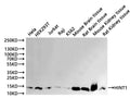 Western Blot
Positive WB detected in: Hela whole cell lysate(30µg), HEK293T whole cell lysate(30µg), Jurkat whole cell lysate(30µg), Raji whole cell lysate(30µg), K562 whole cell lysate(30µg), Mouse brain tissue lysate(30µg), Rat brain tissue lysate(30µg), Mouse kidney tissue lysate(30µg), Rat kidney tissue lysate(30µg)
All lanes: HINT1 antibody at 1:1000
Secondary
Goat polyclonal to rabbit IgG at 1/40000 dilution
Predicted band size: 14 kDa
Observed band size: 14 kDa
Exposure time：2min