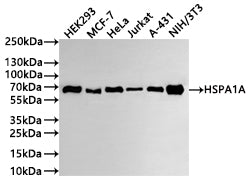 Western Blot
Positive WB detected in: HEK293 whole cell lysate(30µg) , MCF-7 whole cell lysate(30µg) , Hela whole cell lysate(30µg) , Jurkat whole cell lysate(30µg) , A-431 whole cell lysate(30µg) , NIH/3T3 whole cell lysate(30µg) 
All lanes: HSPA1A antibody at 1:1000
Secondary
Goat polyclonal to human IgG at 1/40000 dilution
Predicted band size: 70 kDa
Observed band size: 70 kDa
Exposure time: 2min