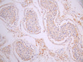 IHC image of CSB-RA365592MA1HU diluted at 1:50 and staining in paraffin-embedded human testis tissue performed on a Leica BondTM system. After dewaxing and hydration, antigen retrieval was mediated by high pressure in a citrate buffer (pH 6.0). Section was blocked with 10% normal goat serum 30min at RT. Then primary antibody (1% BSA) was incubated at 4°C overnight. The primary is detected by a Anti-Human lgG, Fcy Fragment Specific labeled by HRP and visualized using 0.05% DAB.