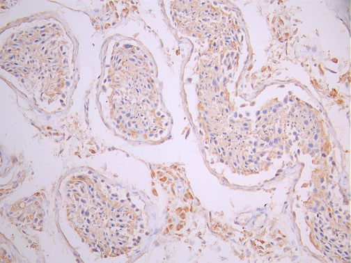 IHC image of CSB-RA365592MA1HU diluted at 1:50 and staining in paraffin-embedded human testis tissue performed on a Leica BondTM system. After dewaxing and hydration, antigen retrieval was mediated by high pressure in a citrate buffer (pH 6.0). Section was blocked with 10% normal goat serum 30min at RT. Then primary antibody (1% BSA) was incubated at 4°C overnight. The primary is detected by a Anti-Human lgG, Fcy Fragment Specific labeled by HRP and visualized using 0.05% DAB.