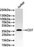 Western Blot
Positive WB detected in: Jurkat whole cell lysate(30µg) 
All lanes: CD7 antibody at 1:1000
Secondary
Goat polyclonal to rabbit IgG at 1/40000 dilution
Predicted band size: 25 kDa kDa
Observed band size: 37 kDa kDa
Exposure time：2min