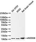 Western Blot
Positive WB detected in:SH-SY5Y whole cell lysate(30µg) , K562 whole cell lysate(30µg) , Rat brain tissue lysate(30µg) 
All lanes:NEDD8 antibody at 1:1000
Secondary
Goat polyclonal to rabbit IgG at 1/40000 dilution<br /
Predicted band size: 9 kDa 
Observed band size: 11 kDa
Exposure time：1min