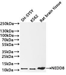 Western Blot
Positive WB detected in:SH-SY5Y whole cell lysate(30µg) , K562 whole cell lysate(30µg) , Rat brain tissue lysate(30µg) 
All lanes:NEDD8 antibody at 1:1000
Secondary
Goat polyclonal to rabbit IgG at 1/40000 dilution<br /
Predicted band size: 9 kDa 
Observed band size: 11 kDa
Exposure time：1min