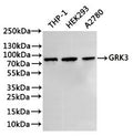 Western Blot
Positive WB detected in: THP-1 whole cell lysate(30µg), HEK293 whole cell lysate(30µg), A2780 whole cell lysate(30µg)
All lanes: GRK3 antibody at 1:1000
Secondary
Goat polyclonal to rabbit IgG at 1/40000 dilution
Predicted band size: 80 kDa
Observed band size: 80 kDa
Exposure time：3min