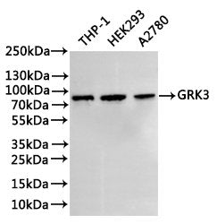 Western Blot
Positive WB detected in: THP-1 whole cell lysate(30µg), HEK293 whole cell lysate(30µg), A2780 whole cell lysate(30µg)
All lanes: GRK3 antibody at 1:1000
Secondary
Goat polyclonal to rabbit IgG at 1/40000 dilution
Predicted band size: 80 kDa
Observed band size: 80 kDa
Exposure time：3min