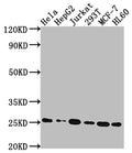 HMGB1 Antibody – Figure 1 of 2