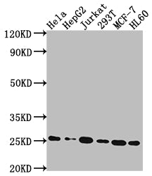HMGB1 Antibody – Figure 1 of 2