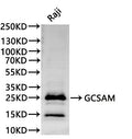 Western Blot, 
Positive WB detected in:Raji whole cell lysate(30µg)
All lanes: GCSAM antibody at 1:1000
Secondary
Goat polyclonal to rabbit IgG at 1/40000 dilution
Predicted band size: 21 kDa
Observed band size: 21 kDa
Exposure time：120s