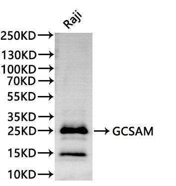 Western Blot, 
Positive WB detected in:Raji whole cell lysate(30µg)
All lanes: GCSAM antibody at 1:1000
Secondary
Goat polyclonal to rabbit IgG at 1/40000 dilution
Predicted band size: 21 kDa
Observed band size: 21 kDa
Exposure time：120s