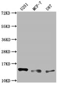 Western Blot
Positive WB detected in: U251 whole cell lysate, MCF-7 whole cell lysate, U87 whole cell lysate
All lanes: TNFRSF12A antibody at 1:2000
Secondary
Goat polyclonal to rabbit IgG at 1/50000 dilution
Predicted band size: 14, 11 kD
Observed band size: 14 kDa