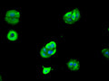 Immunofluorescence staining of MCF-7 cell with CSB-RA441361A0HU at 1:50, counter-stained with DAPI. The cells were fixed in 4% formaldehyde, permeabilized using 0.2% Triton X-100 and blocked in 10% normal Goat Serum. The cells were then incubated with the antibody overnight at 4°C. The secondary antibody was Alexa Fluor 488-congugated AffiniPure Goat Anti-Rabbit IgG(H+L) .