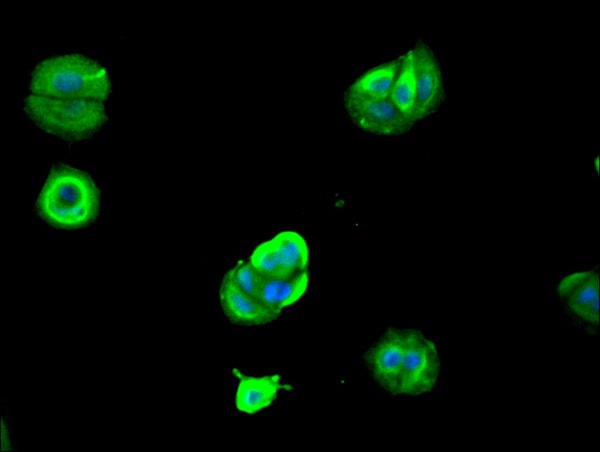 Immunofluorescence staining of MCF-7 cell with CSB-RA441361A0HU at 1:50, counter-stained with DAPI. The cells were fixed in 4% formaldehyde, permeabilized using 0.2% Triton X-100 and blocked in 10% normal Goat Serum. The cells were then incubated with the antibody overnight at 4°C. The secondary antibody was Alexa Fluor 488-congugated AffiniPure Goat Anti-Rabbit IgG(H+L) .