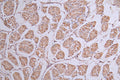 IHC image of CSB-RA443117A0HU diluted at 1:50 and staining in paraffin-embedded human stomach tissue performed on a Leica BondTM system. After dewaxing and hydration, antigen retrieval was mediated by high pressure in a citrate buffer (pH 6.0) . Section was blocked with 10% normal goat serum 30min at RT. Then primary antibody (1% BSA) was incubated at 4°C overnight. The primary is detected by a Goat anti-rabbit polymer IgG labeled by HRP and visualized using 0.13% DAB.
