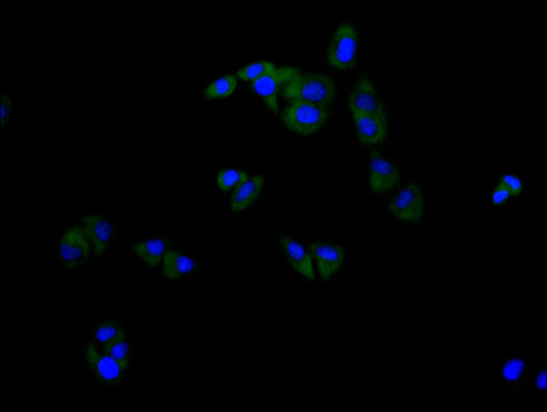 Immunofluorescence staining of Hela cell with CSB-RA444035A0HU at 1:50, counter-stained with DAPI. The cells were fixed in 4% formaldehyde, permeabilized using 0.2% Triton X-100 and blocked in 10% normal Goat Serum. The cells were then incubated with the antibody overnight at 4°C. The secondary antibody was Alexa Fluor 488-congugated AffiniPure Goat Anti-Rabbit IgG(H+L) .