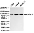 Western Blot
Positive WB detected in: K562 whole cell lysate(30µg) ,Jurkat whole cell lysate(30µg) , NIH/3T3 whole cell lysate(30µg) 
All lanes: Cullin 1 antibody at 1:1000
Secondary
Goat polyclonal to rabbit IgG at 1/40000 dilution
Predicted band size: 90 kDa
Observed band size: 90 kDa
Exposure time：2min