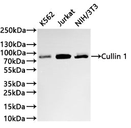 Western Blot
Positive WB detected in: K562 whole cell lysate(30µg) ,Jurkat whole cell lysate(30µg) , NIH/3T3 whole cell lysate(30µg) 
All lanes: Cullin 1 antibody at 1:1000
Secondary
Goat polyclonal to rabbit IgG at 1/40000 dilution
Predicted band size: 90 kDa
Observed band size: 90 kDa
Exposure time：2min