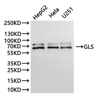 Western Blot, 
Positive WB detected in:HepG2 whole cell lysate(30µg), Hela whole cell lysate(30µg), U251 whole cell lysate(30µg)
All lanes: GLS antibody at 1:1000
Secondary
Goat polyclonal to rabbit IgG at 1/40000 dilution
Predicted band size: 73 kDa
Observed band size: 62, 73 kDa
Exposure time：30s