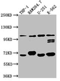 TLR5 Antibody – Figure 1 of 1
