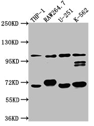 TLR5 Antibody – Figure 1 of 1