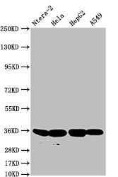 Western Blot
Positive WB detected in: Ntera-2 whole cell lysate, Hela whole cell lysate, HepG2 whole cell lysate, A549 whole cell lysate
All lanes: FGF19 antibody at 1:500
Secondary
Goat polyclonal to rabbit IgG at 1/50000 dilution
Predicted band size: 25 kDa
Observed band size: 36 kDa