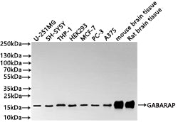 Western Blot
Positive WB detected in: U-251MG whole cell lysate(30µg) , SH-SY5Y whole cell lysate(30µg) , THP-1 whole cell lysate(30µg) , HEK293 whole cell lysate(30µg) , MCF-7 whole cell lysate(30µg) , PC-3 whole cell lysate(30µg) , A375 whole cell lysate(30µg) , Mouse brain tissue lysate(30µg) , Rat brain tissue lysate(30µg) 
All lanes: GABARAP antibody at 1:1000
Secondary
Goat polyclonal to rabbit IgG at 1/40000 dilution
Predicted band size: 14 kDa
Observed band size: 17 kDa
Exposure time：2min